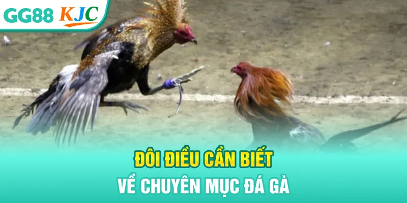 Đôi điều cần biết về chuyên mục đá gà
